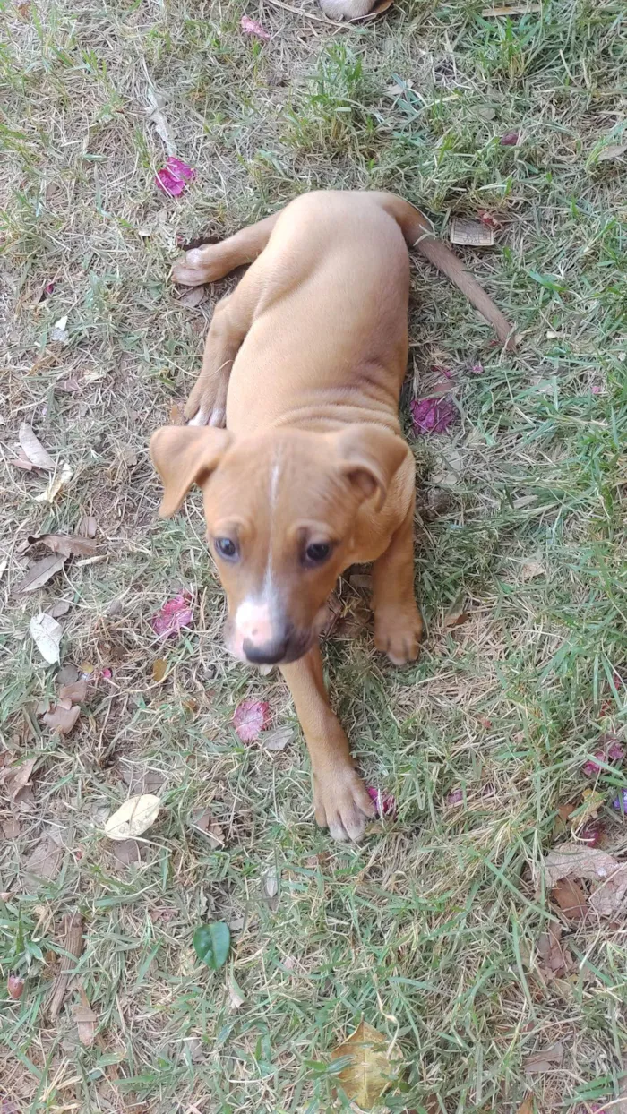 Cachorro ra a SRD-ViraLata idade Abaixo de 2 meses nome MEL