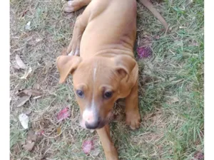 Cachorro raça SRD-ViraLata idade Abaixo de 2 meses nome MEL