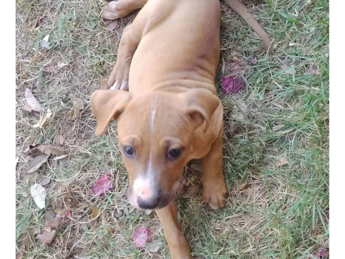 Cachorro ra a SRD-ViraLata idade Abaixo de 2 meses nome MEL