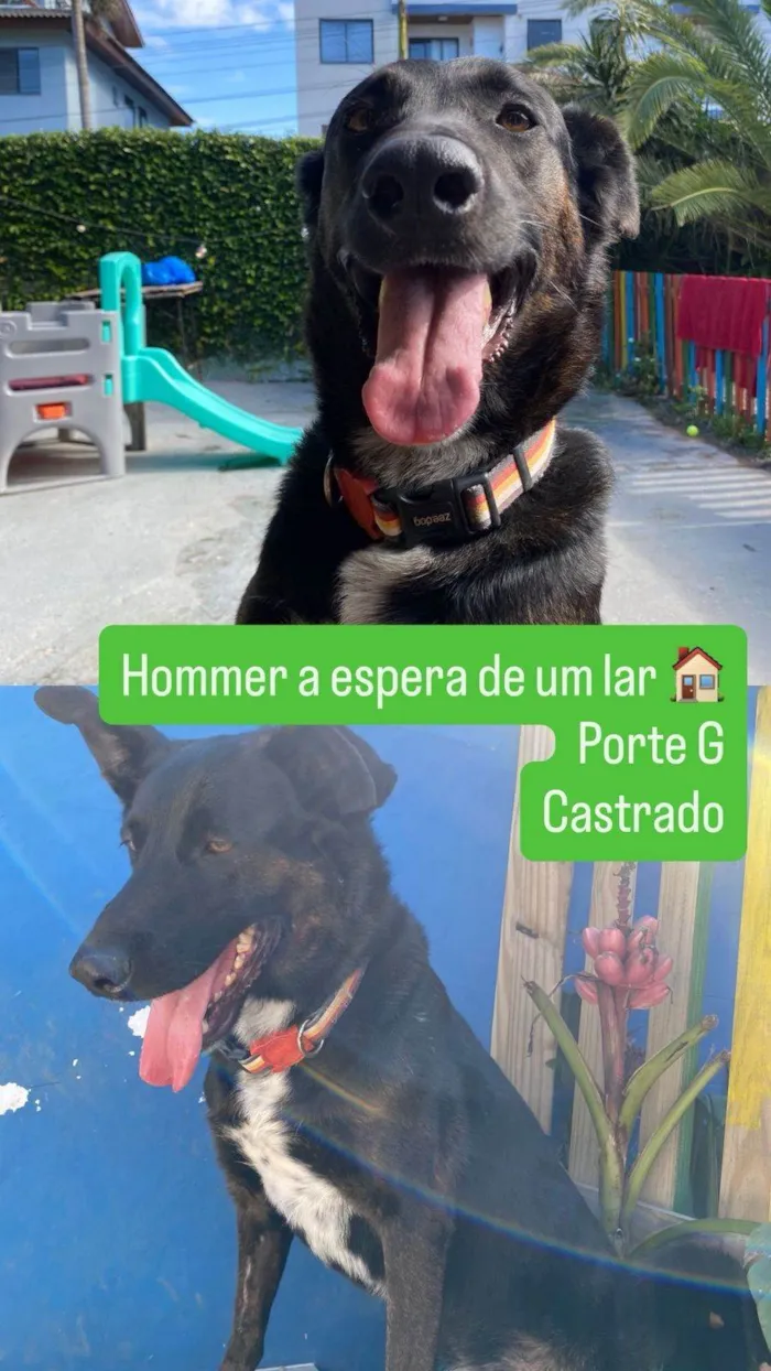 Cachorro ra a SRD-ViraLata idade 2 anos nome HOMER