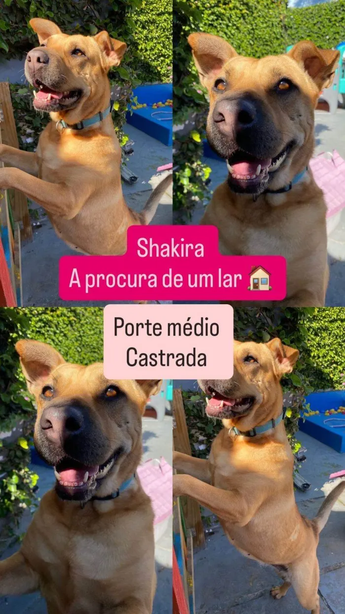 Cachorro ra a SRD-ViraLata idade 4 anos nome SHAKIRA