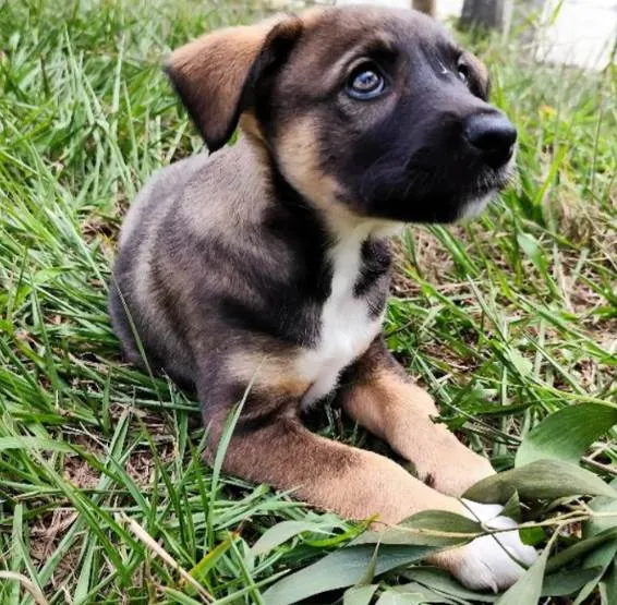 Cachorro ra a SRD-ViraLata idade 2 a 6 meses nome Sem nome
