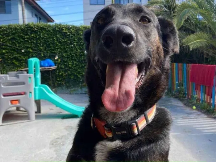 Cachorro ra a SRD-ViraLata idade 2 anos nome HOMER