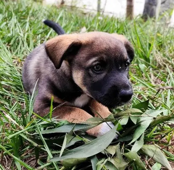 Cachorro ra a SRD-ViraLata idade 2 a 6 meses nome Sem nome