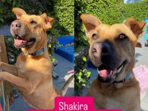 Cachorro raça SRD-ViraLata idade 4 anos nome SHAKIRA