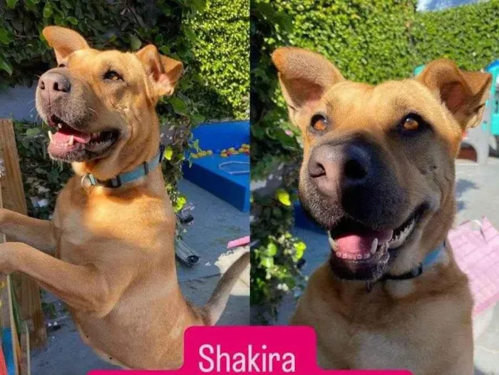 Cachorro ra a SRD-ViraLata idade 4 anos nome SHAKIRA