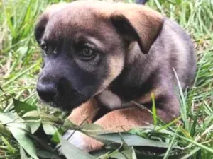 Cachorro raça SRD-ViraLata idade 2 a 6 meses nome Sem nome