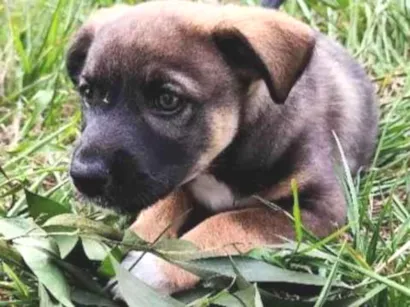 Cachorro raça SRD-ViraLata idade 2 a 6 meses nome Sem nome