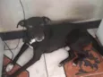 Sirius ou Porrinha