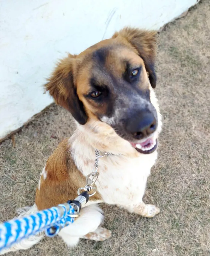 Cachorro ra a SRD idade 7 a 11 meses nome Pandora