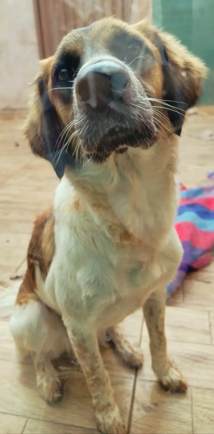 Cachorro ra a SRD idade 7 a 11 meses nome Pandora