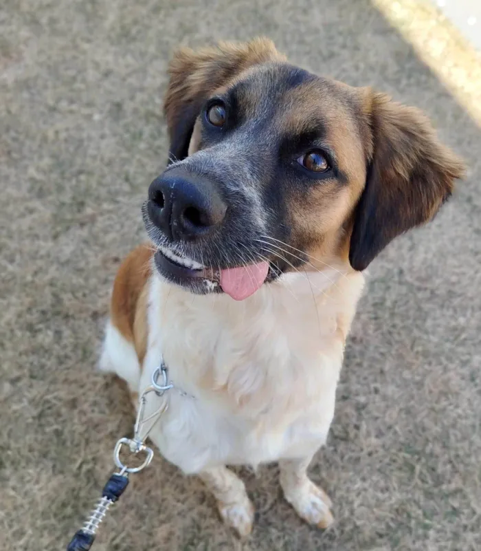 Cachorro ra a SRD idade 7 a 11 meses nome Pandora