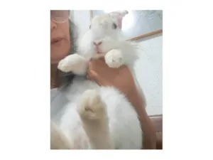 Gato raça SRD-ViraLata idade 2 anos nome Ben (coelho)