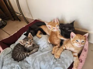 Gato raça SRD-ViraLata idade Abaixo de 2 meses nome Sem nomes 