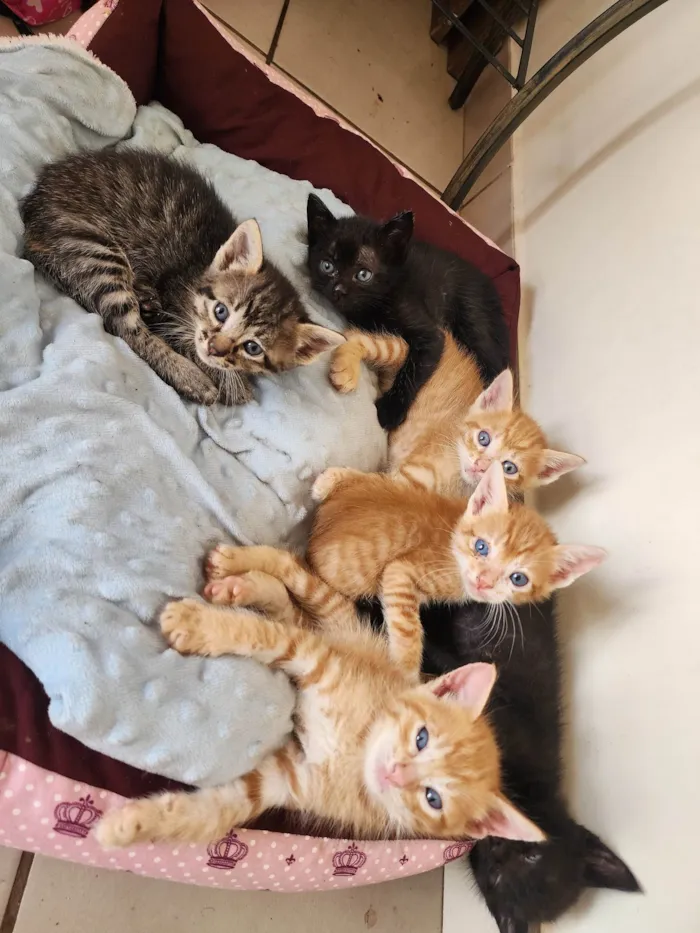 Gato ra a SRD-ViraLata idade Abaixo de 2 meses nome Sem nomes 