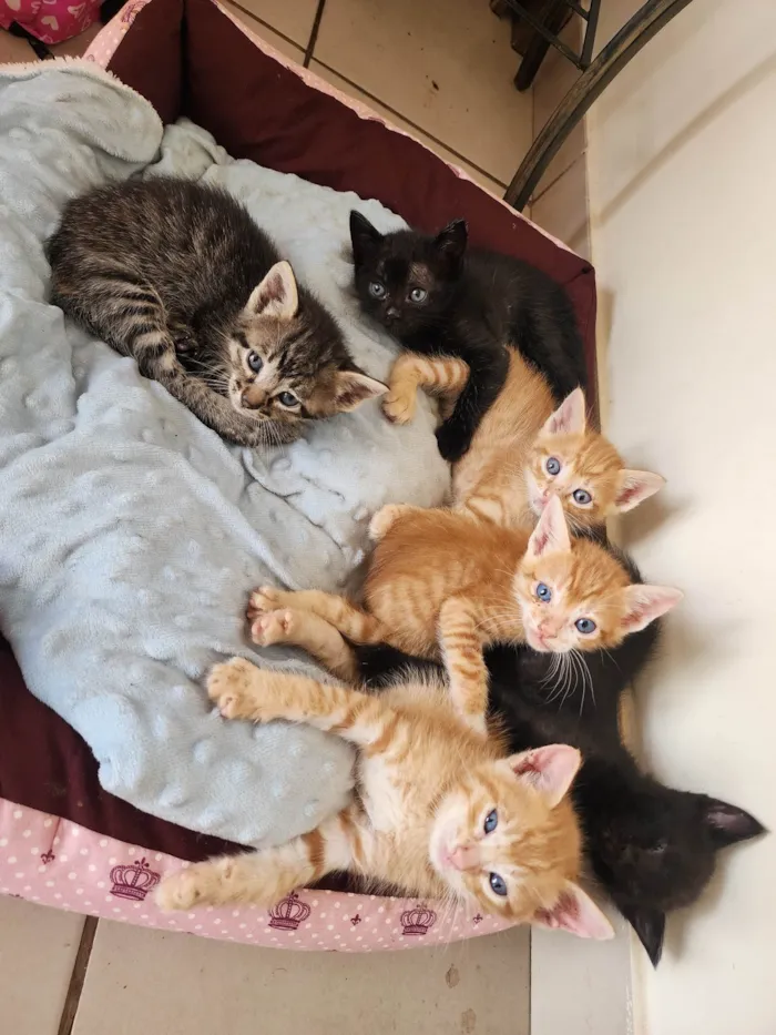 Gato ra a SRD-ViraLata idade Abaixo de 2 meses nome Sem nomes 