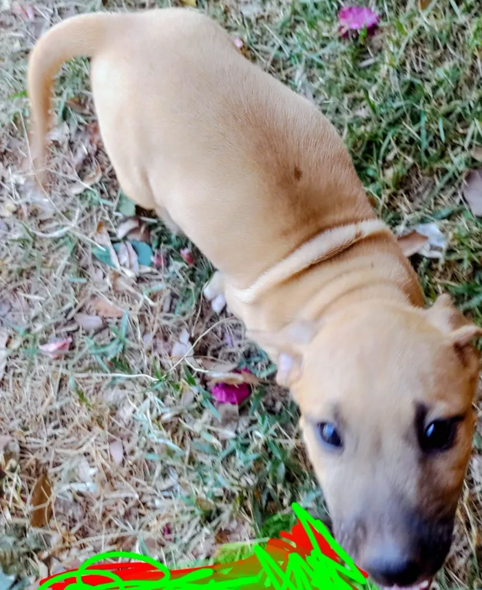 Cachorro ra a SRD-ViraLata idade Abaixo de 2 meses nome EVERESTE