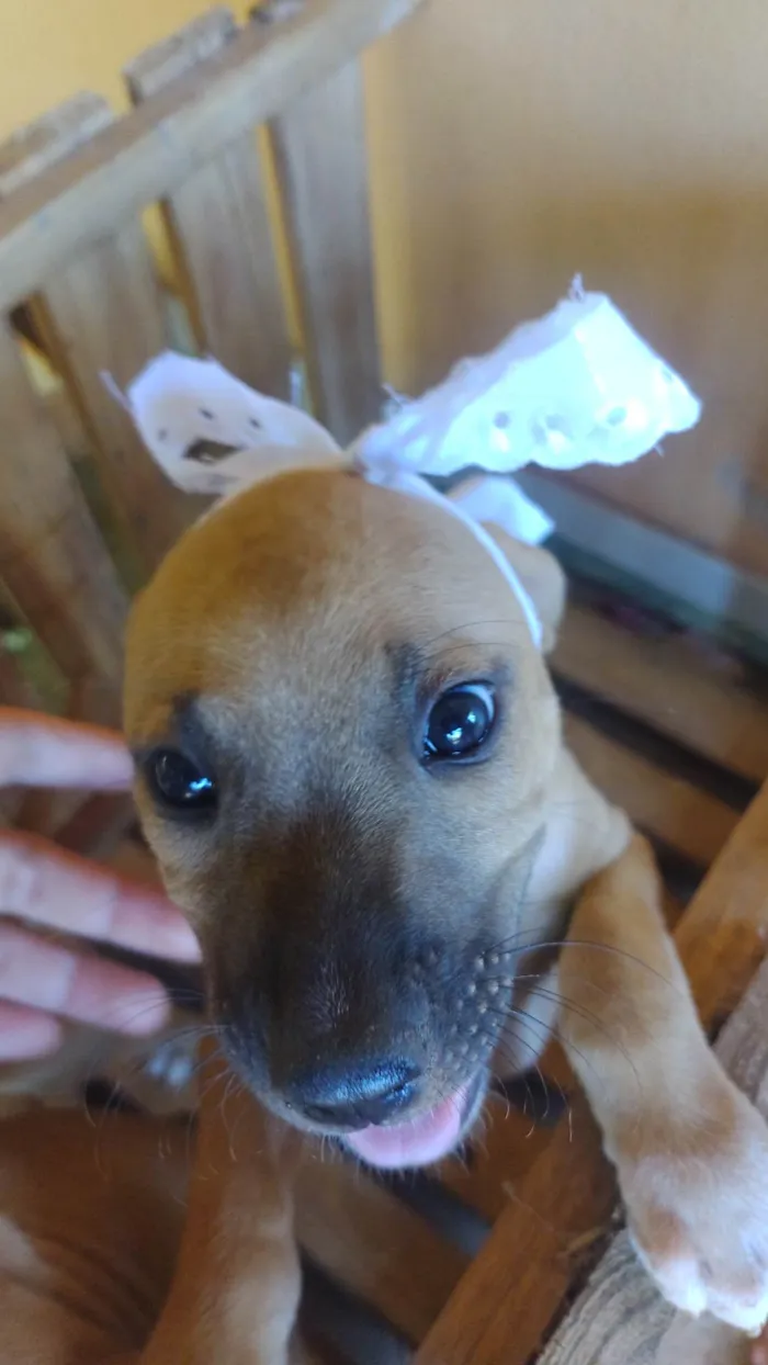 Cachorro ra a SRD-ViraLata idade Abaixo de 2 meses nome EVERESTE