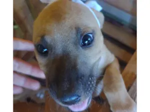 Cachorro raça SRD-ViraLata idade Abaixo de 2 meses nome EVERESTE