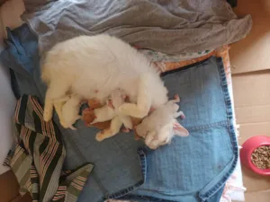 Gato raça SRD-ViraLata idade Abaixo de 2 meses nome GILVANIA GOMES SILVA DE LIMA