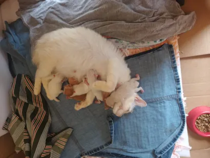 Gato raça SRD-ViraLata idade Abaixo de 2 meses nome GILVANIA GOMES SILVA DE LIMA