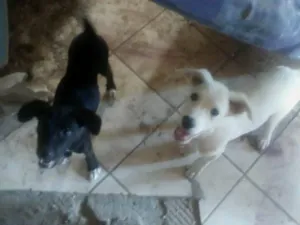 Cachorro raça SRD-ViraLata idade 2 a 6 meses nome Luke e amora