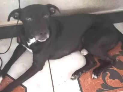 Cachorro raça SRD-ViraLata idade 5 anos nome Sirius ou Porrinha