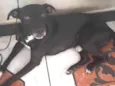 Sirius ou Porrinha