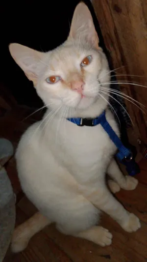 Gato raça Angorá idade 7 a 11 meses nome Floquinho 