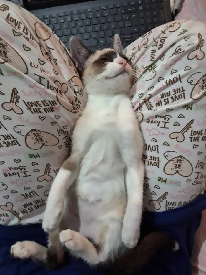 Gato ra a Siamês idade Abaixo de 2 meses nome Smoky