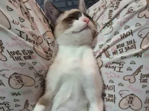Gato raça Siamês idade Abaixo de 2 meses nome Smoky