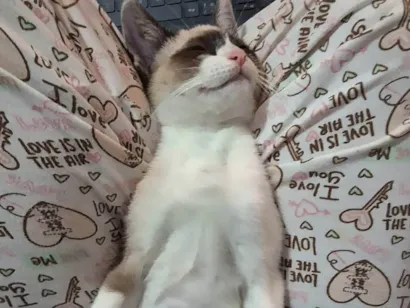Gato raça Siamês idade Abaixo de 2 meses nome Smoky