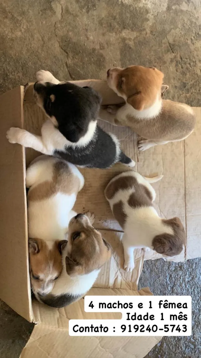 Cachorro ra a SRD-ViraLata idade Abaixo de 2 meses nome Cachorros para doação 