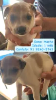 Cachorros para doação
