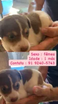 Cachorros para doação