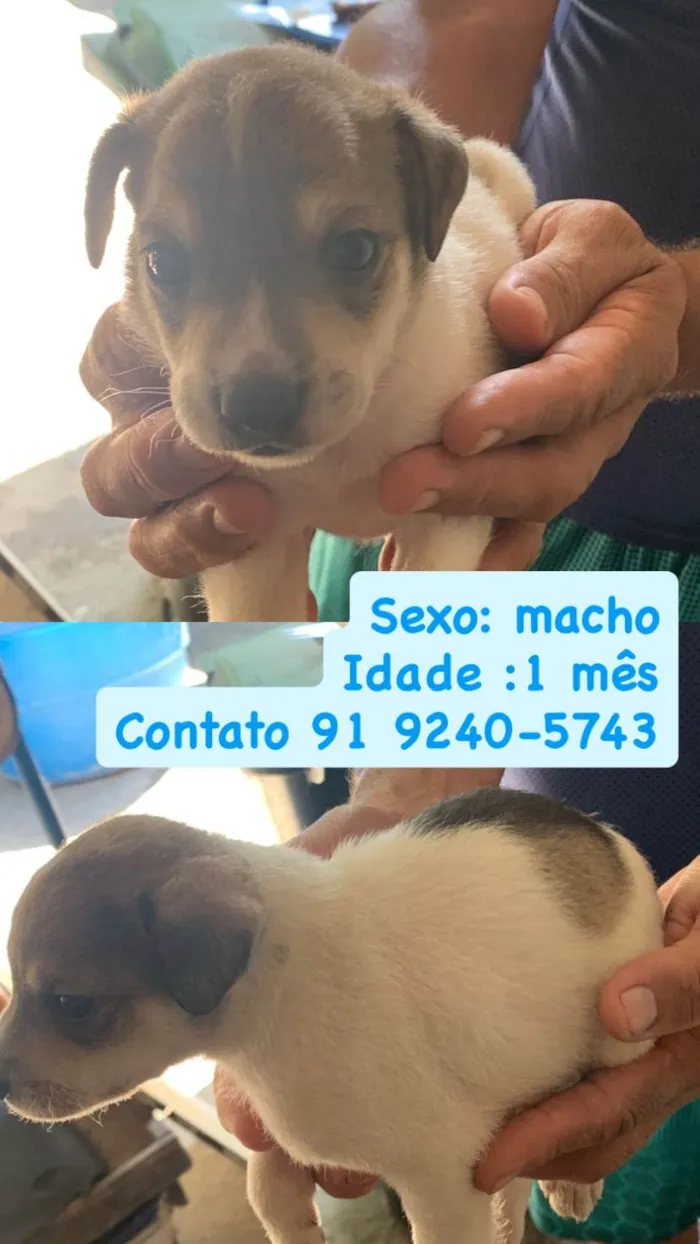 Cachorro ra a SRD-ViraLata idade Abaixo de 2 meses nome Cachorros para doação 