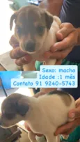 Cachorros para doação