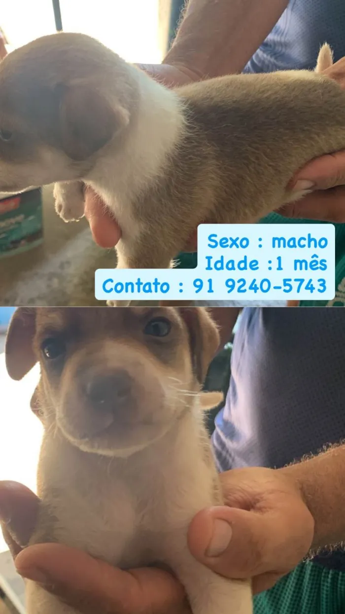 Cachorro ra a SRD-ViraLata idade Abaixo de 2 meses nome Cachorros para doação 
