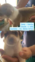 Cachorros para doação