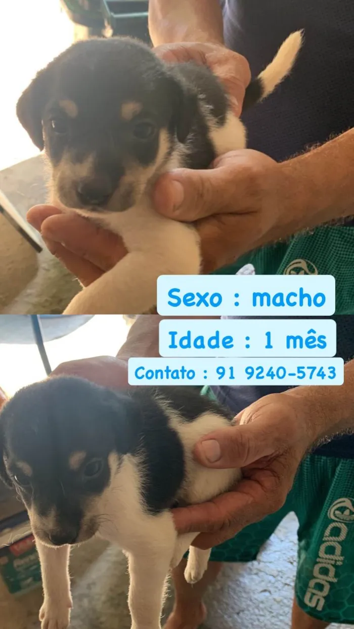 Cachorro ra a SRD-ViraLata idade Abaixo de 2 meses nome Cachorros para doação 