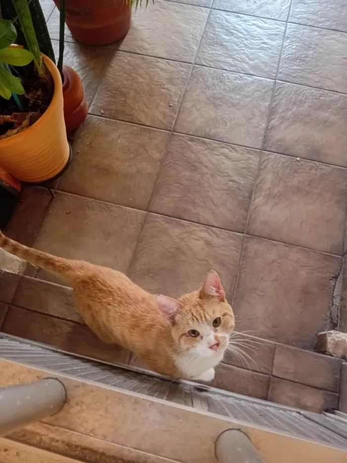 Gato ra a SRD-ViraLata idade 1 ano nome Não tem nome