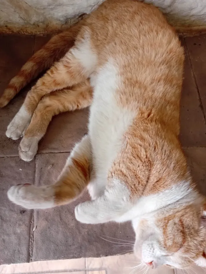 Gato ra a SRD-ViraLata idade 1 ano nome Não tem nome