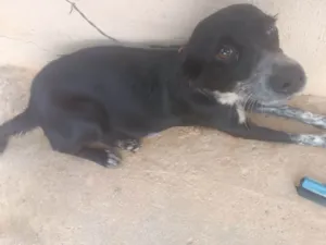 Cachorro raça SRD-ViraLata idade 2 anos nome Me chame de Maya