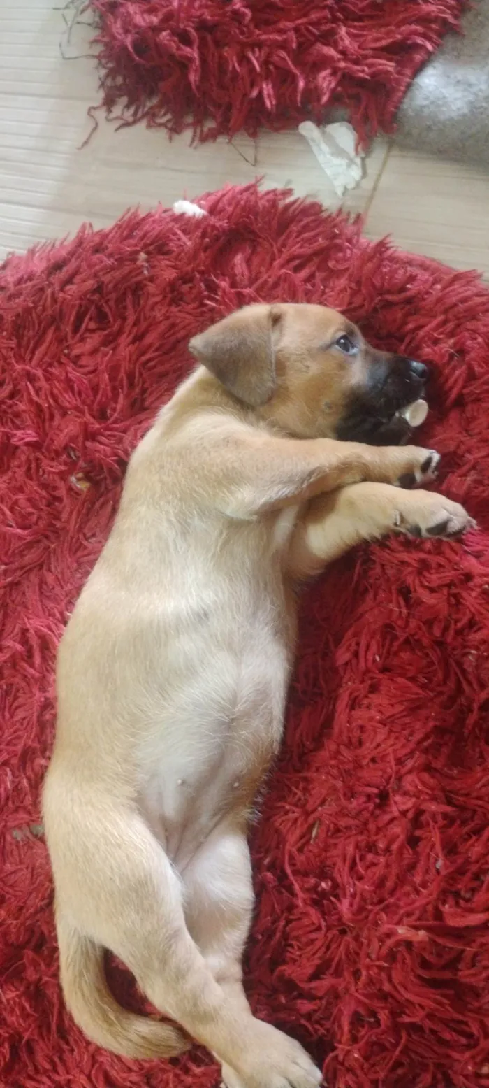 Cachorro ra a SRD-ViraLata idade Abaixo de 2 meses nome Nina, tem.mais 5 irmãos disponível para adoção 