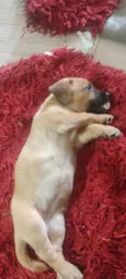 Nina, tem.mais 5 irmãos disponível para adoção