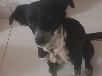 Cachorro raça Maltês idade 2 anos nome Me chame de Maya 