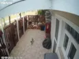 Gato (a) siamês