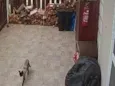 Gato (a) siamês