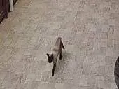 Gato ra a Siamês idade 2 anos nome Gato (a) siamês 