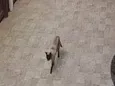 Gato (a) siamês